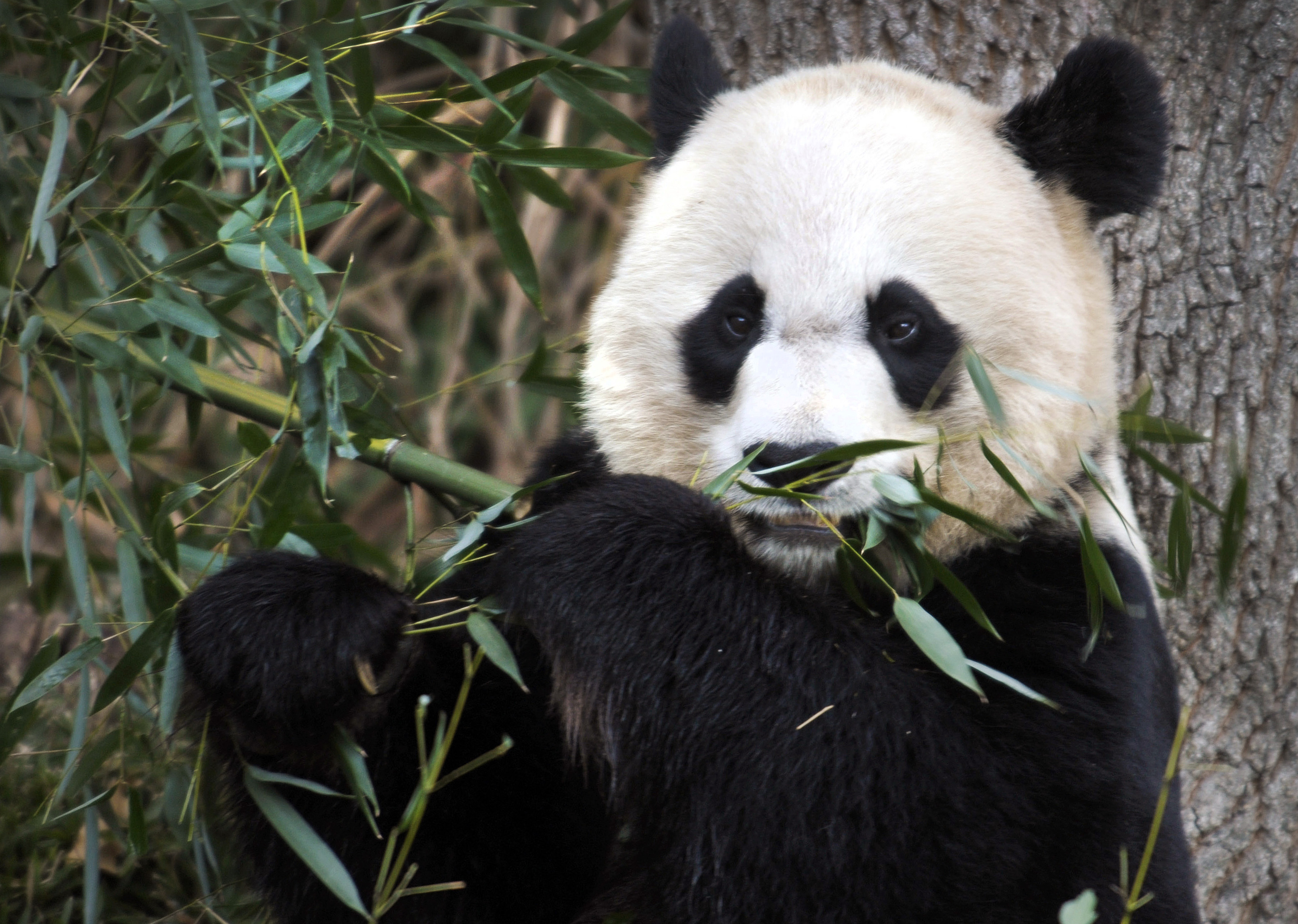 Panda surprises with birth of twins at National Zoo in Washington | The ...