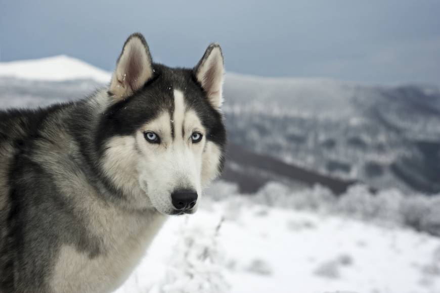 Sled dogs in an age of climate change | The Japan Times