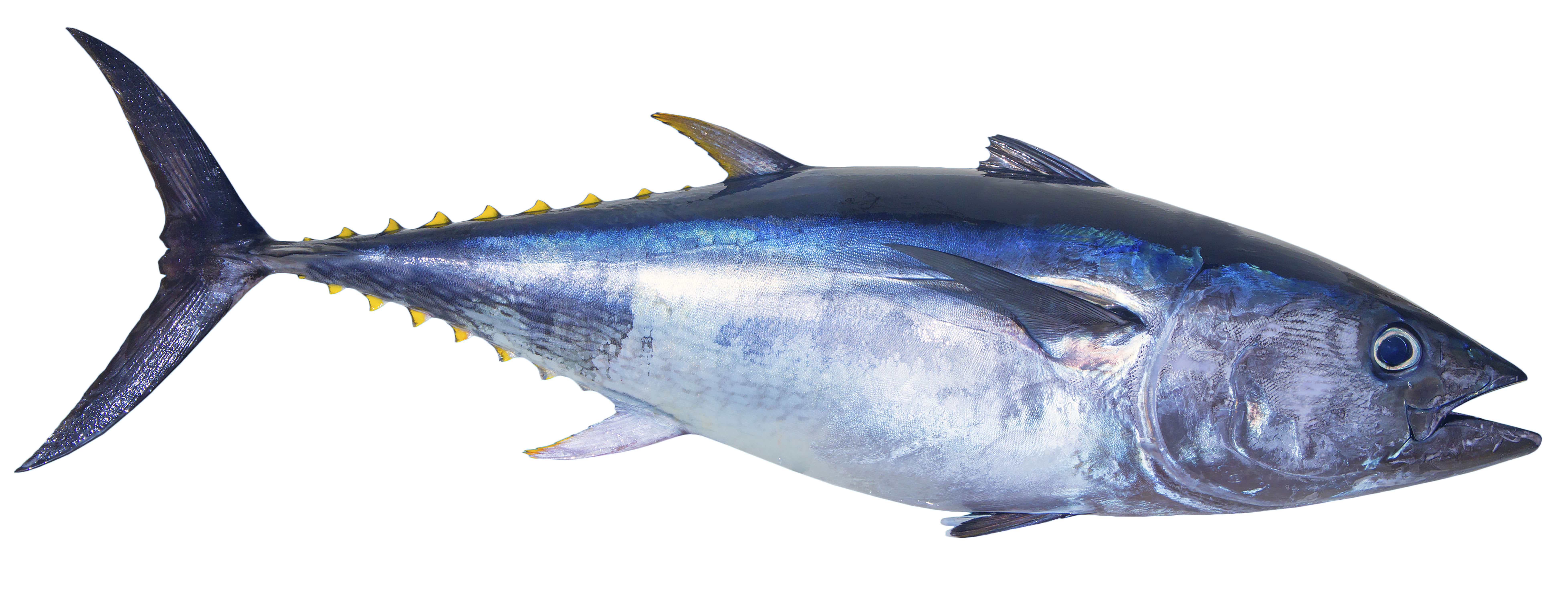 Can farmed tuna save the bluefin from extinction? - The Japan Times