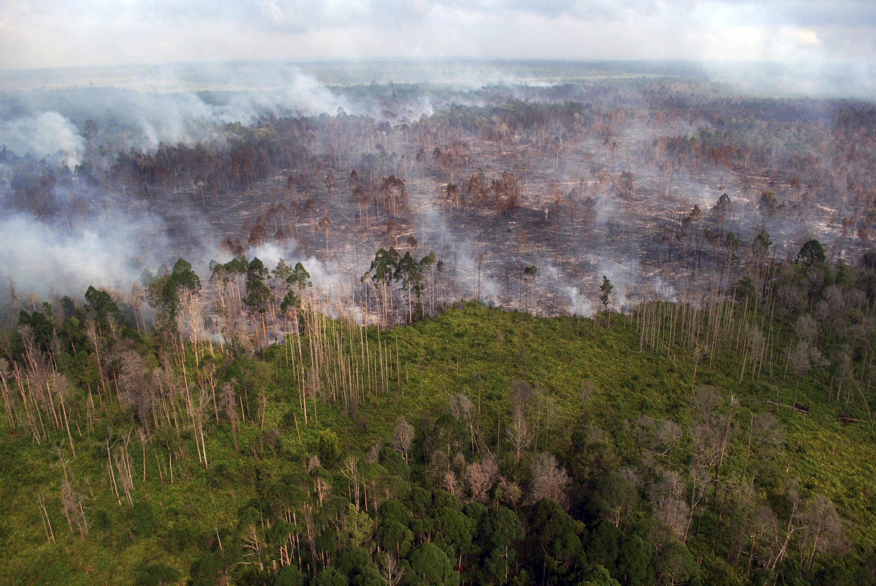 As Indonesian Forests Burn, New Anti-fire Agency Feels The Heat - The ...