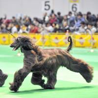 International sales dog show