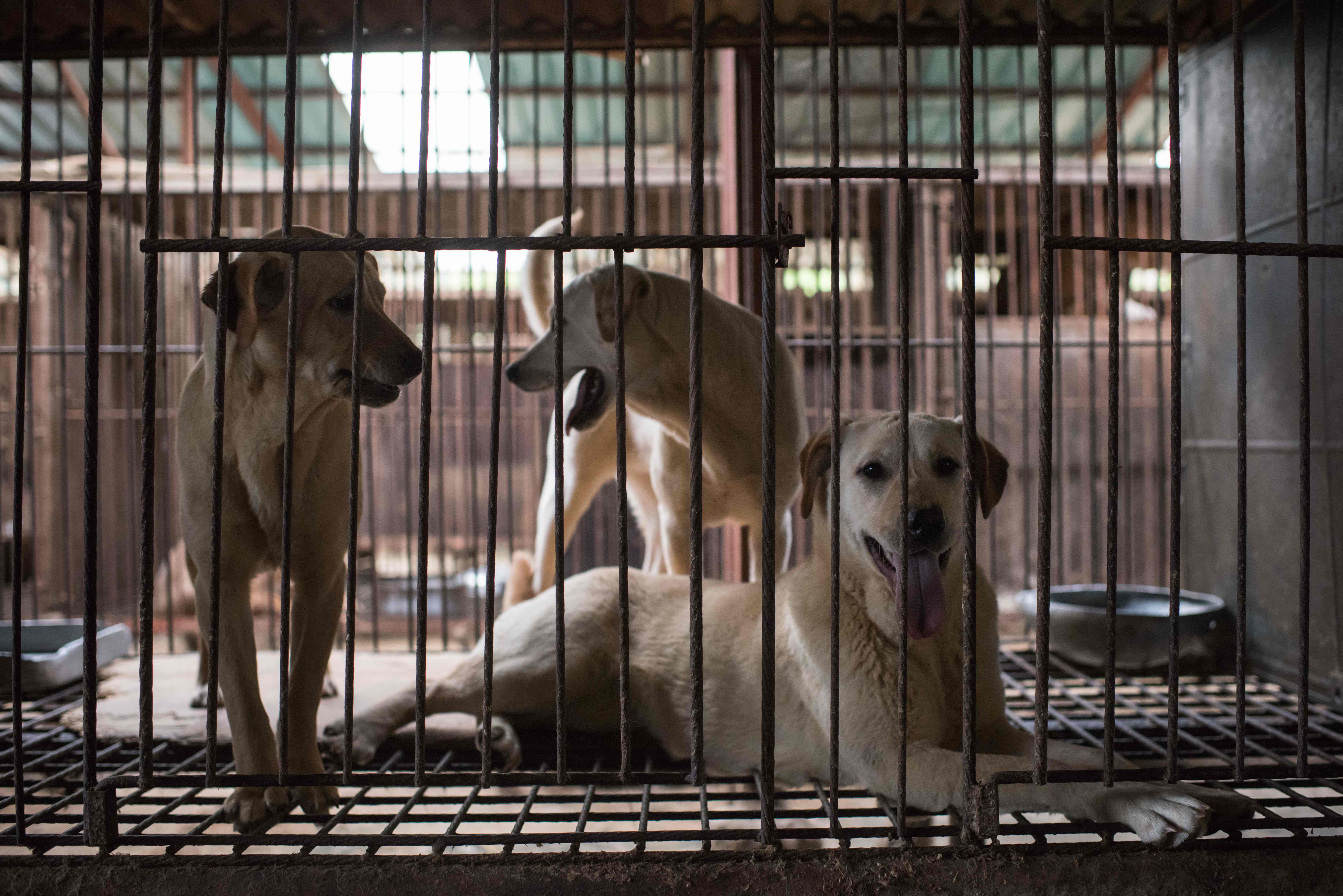 South Korean dog meat farmers exit business as tastes change | The ...