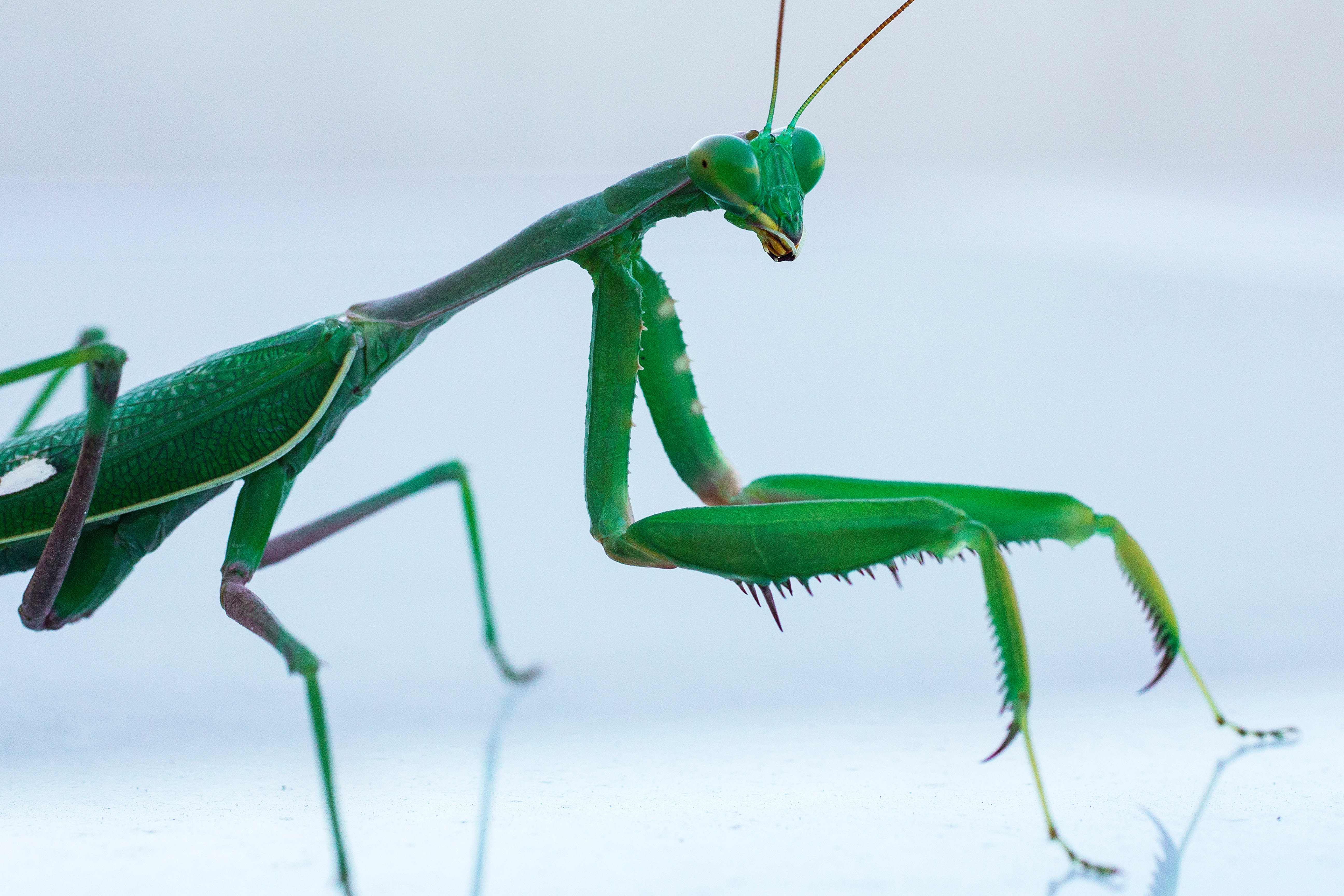 Praying mantis' cannibalism after sex increases females' fertility ...