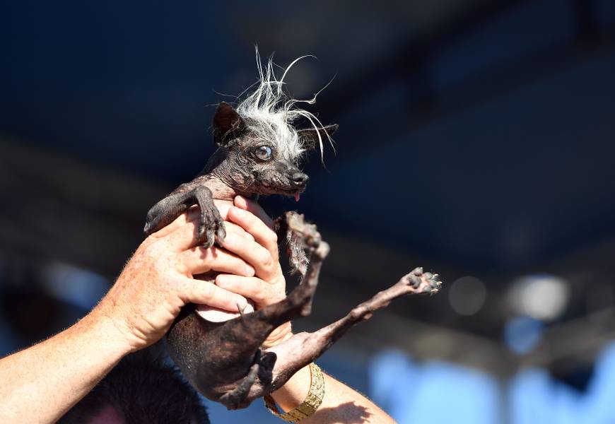 Blind dog with oozing sore wins World's Ugliest Dog contest | The Japan ...