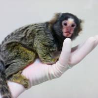 This marmoset produced by genome editing lacks a full immune response. | CENTRAL INSTITUTE FOR EXPERIMENTAL ANIMALS / KYODO