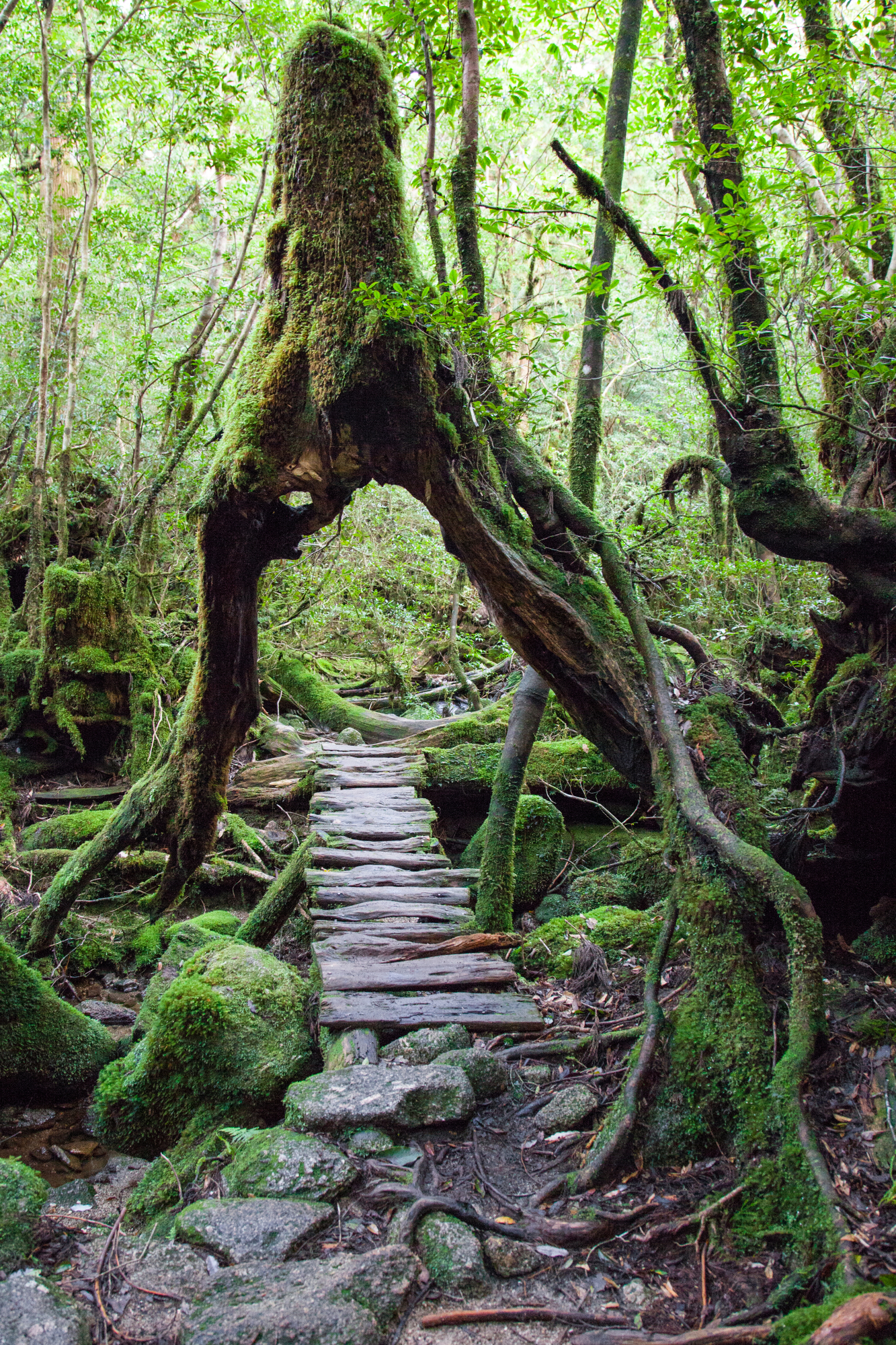 Hiking Trails In Japan