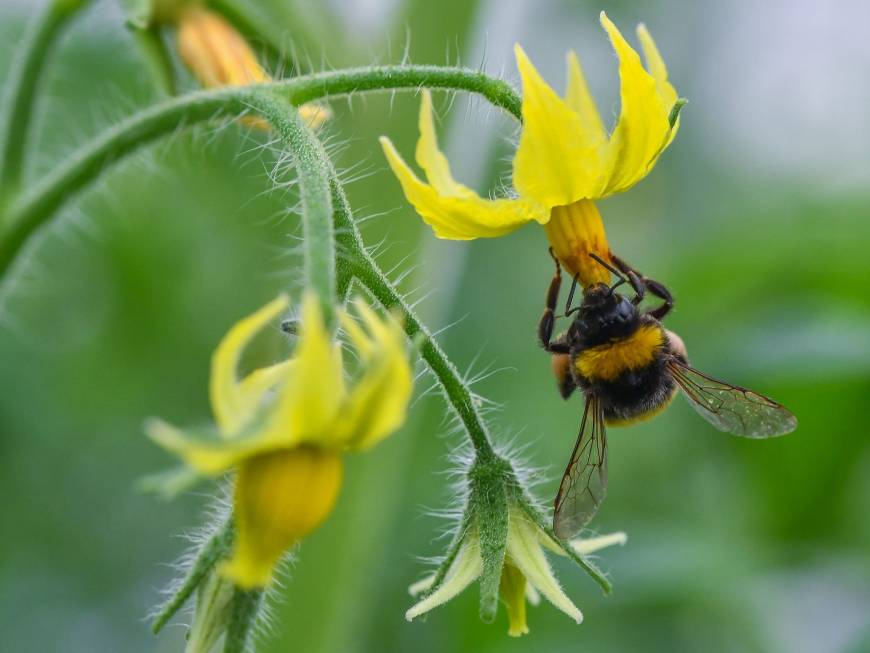 Bees show unexpected ability to learn | The Japan Times