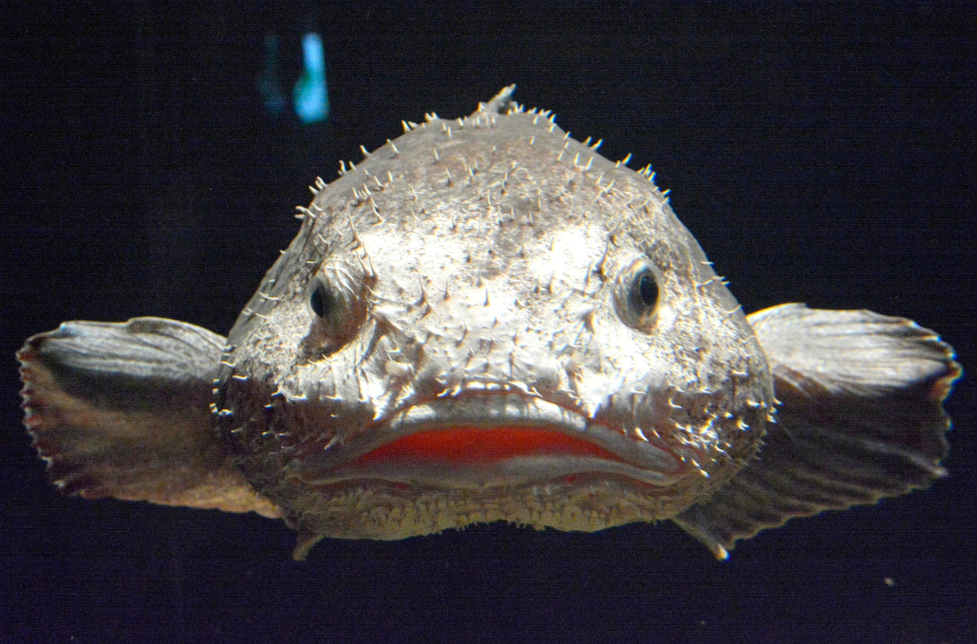 ugly fish with nose