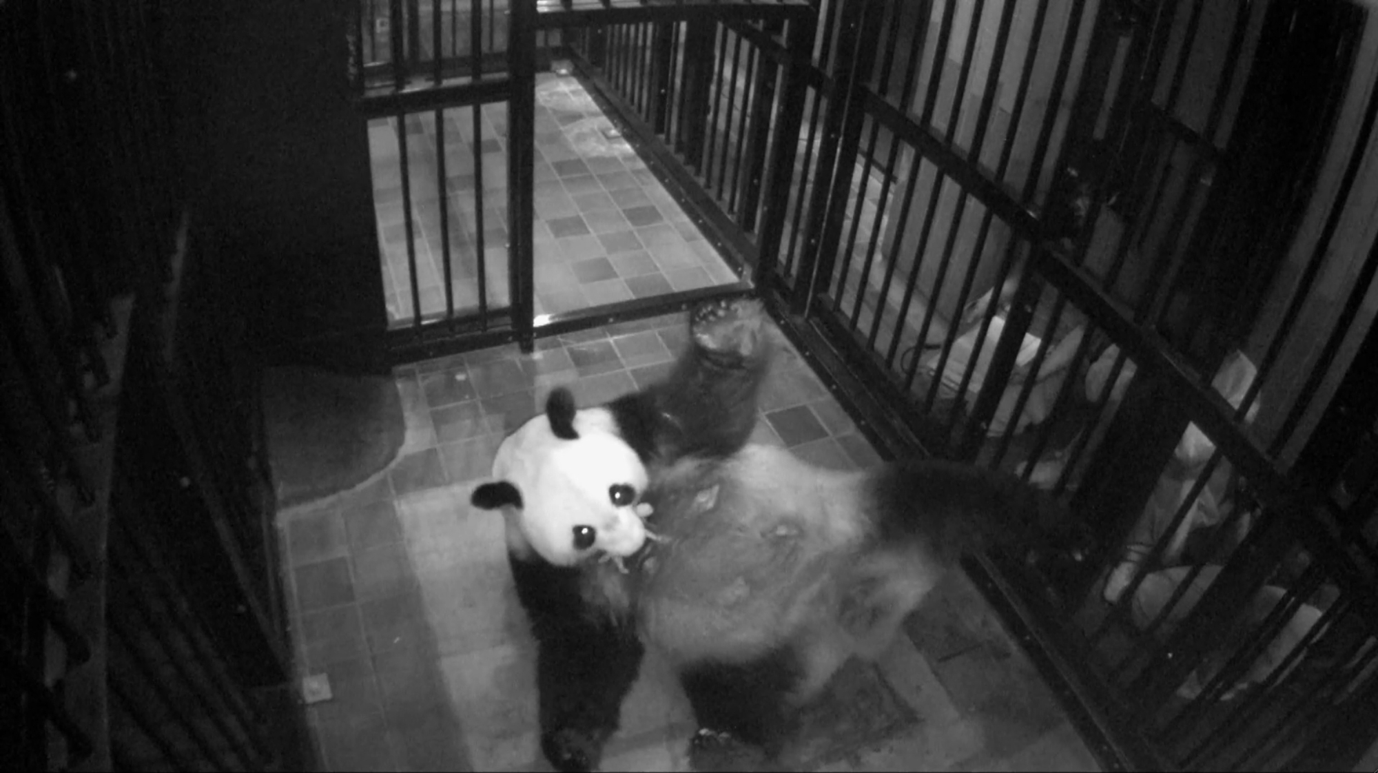 Giant panda Shin Shin gives birth to cub — and hope — at Ueno Zoo - The  Japan Times