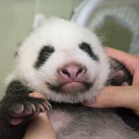 This panda cub, born last month at Ueno Zoo in Tokyo, is growing well and can now crawl, according to officials. | KYODO