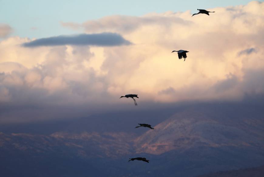 Climate change seen making Africa desert too dangerous for migratory ...