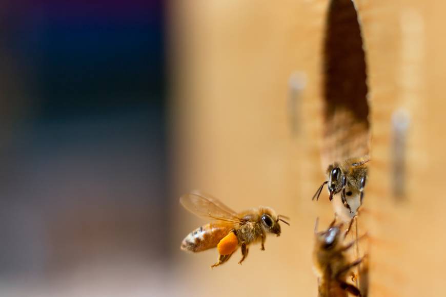 bee-research-may-redefine-understanding-of-intelligence-the-japan-times