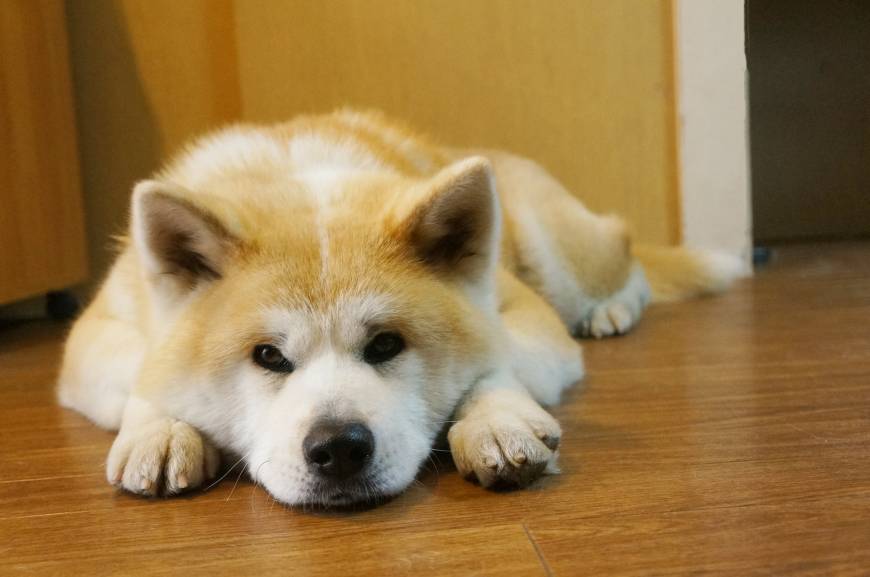 Akita bijin: a dog named Capella | The Japan Times