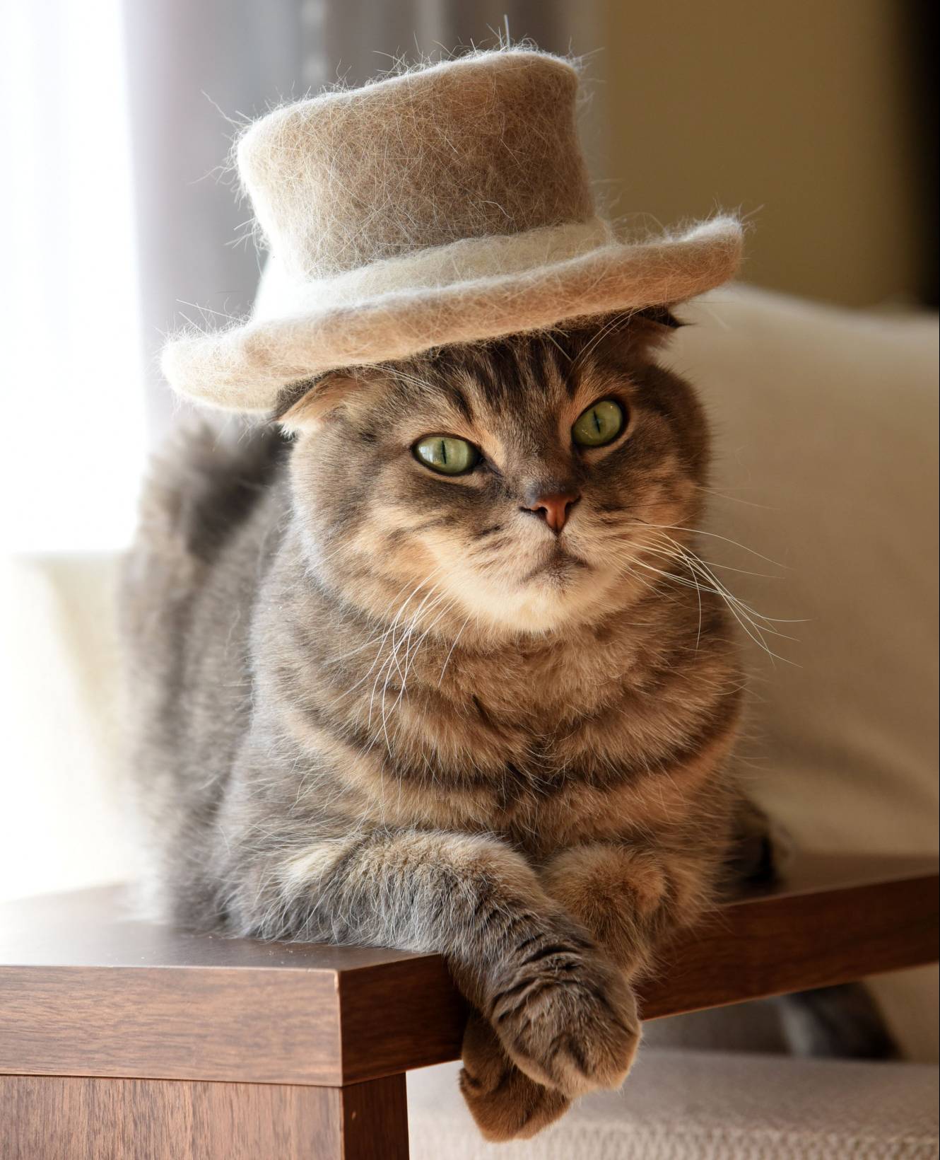 A fuzzy tale of Japan's famous cats in hats - The Japan Times