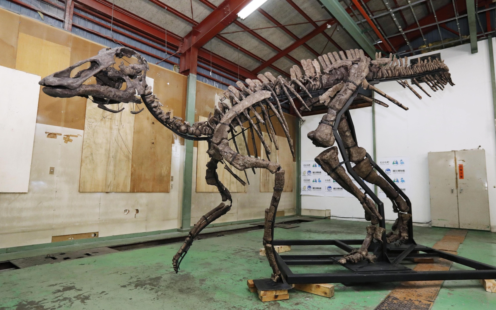 largest dinosaur skeleton on display