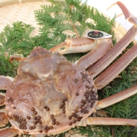 To earn the Itsukiboshi brand name, Matsuba crab must be more than 13.5 centimeters in diameter and weigh more than 1.2 kilograms.