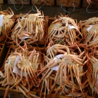 Matsuba crab at a harbor in Tottori Prefecture