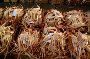 Matsuba crab at a harbor in Tottori Prefecture