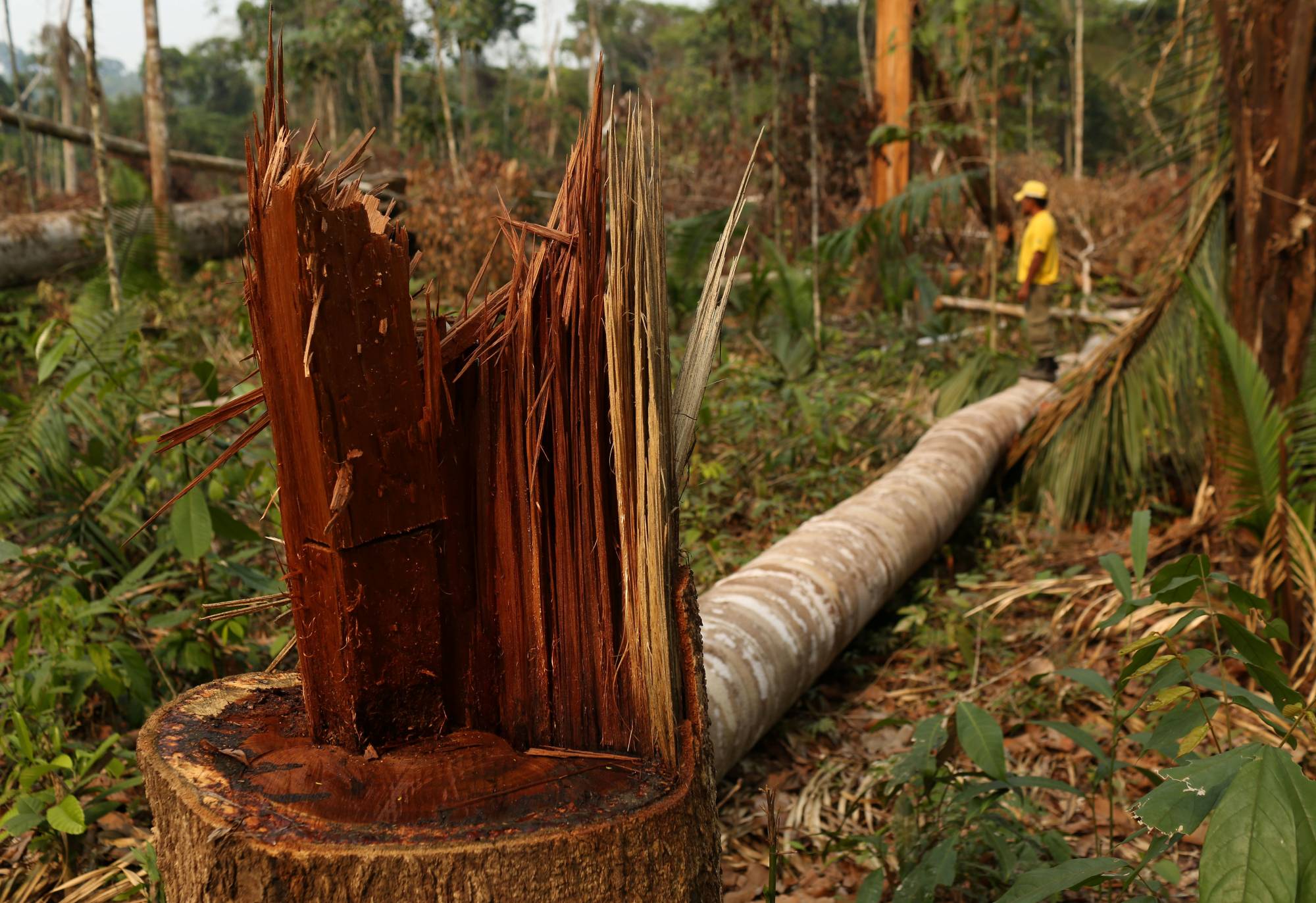 Biodiversity decline needs to become a top priority beyond governments |  The Japan Times