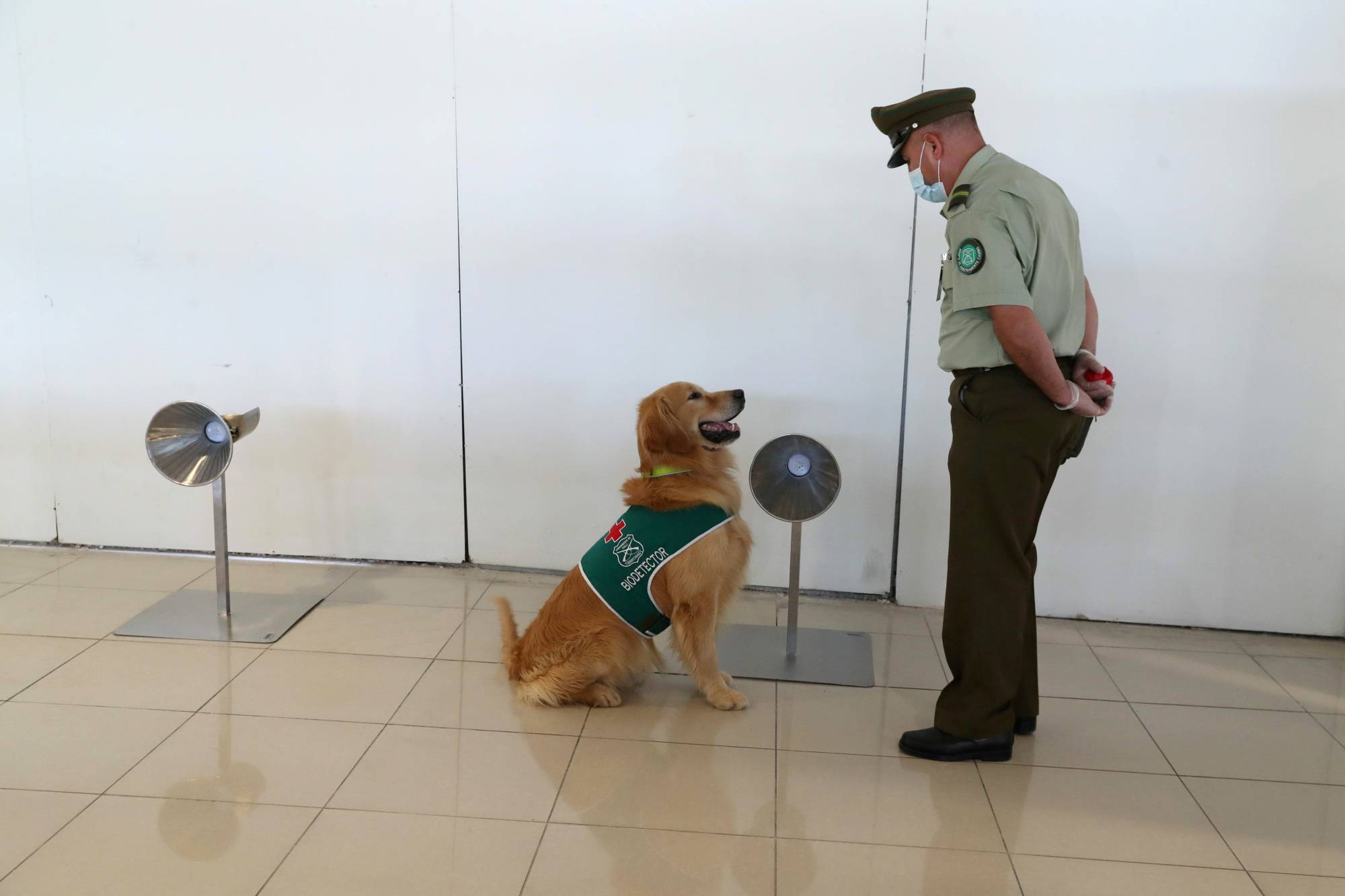 do dogs at the airport sniff for drugs