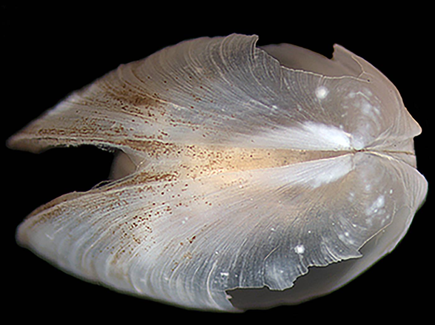 Transparent clams discovered off Hokkaido offer window into