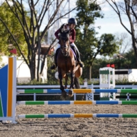 Old horses thrown lifelines as new competitions grow