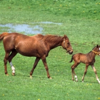 Retired horses are able to grow old at ranches. | JRA