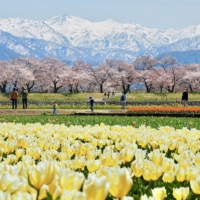 The Asahi Funakawa Spring Quartet is named after the beautiful view of the area’s colorful flowers and snow-covered Mount Asahi in early April.