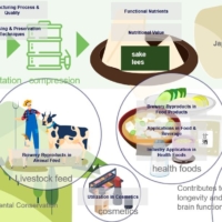 Image of the results of a bird's-eye view of the technological domain of realizing sustainability in the sake production process using generative AI obtained by Tsunan Brewing Company using the technology of MEMORY LAB Co., Ltd.