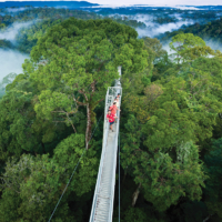 Visitors to Ulu Temburong National Park view the 50,000-hectare expanse of undisturbed primary rainforest from the canopy walkway. | Tourism Brunei
