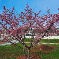 A cherry tree basks in the sunshine in Lao-Japan Friendship Sakura Park in Viengsay. | ADDP