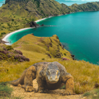 A Komodo dragon walks across an island in the Flores archipelago. | Embassy of the Republic of Indonesia