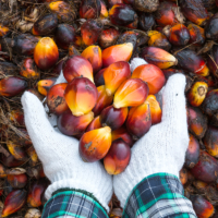 Malaysia is the world’s second-largest source of palm oil and a leading proponent in fostering a sustainable industry. | EMBASSY OF MALAYSIA