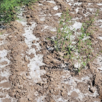 Salt damage in a field at the Karakalpakstan Institute of Agriculture and Agrotechnology in Uzbekistan | UEC