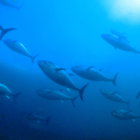 Some of Kindai’s completely farm-raised bluefin tuna | KINDAI UNIVERSITY