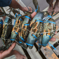 Efforts are underway to fatten mud crabs in the village of Vunuku as the crustaceans are often illegally harvested when they are undersized. | JICA