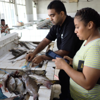 Fiji Fisheries Ministry officials collect data at a fish market in a suburb of Suva. | JICA