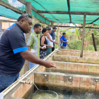 Staffers from Fiji’s Fisheries Ministry participate in a tilapia aquaculture workshop. | JICA