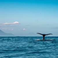 A sperm whale dives off New Zealand with the Kaikoura Ranges in the background.