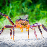 A coconut crab crosses a road in Niue.