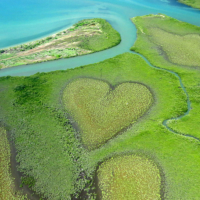 The Heart of Voh, a natural clearing formed by mangroves, in New Caledonia