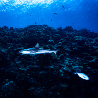 Following the creation of the world’s first national shark sanctuary, a variety of species, such as the gray reef shark, have a safe haven in Palau. | GETTY IMAGES