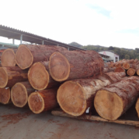 Large-diameter logs are stored at a log market in Mie Prefecture.
