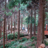 Felled trees cover a sugi forest after thinning work in Kumamoto Prefecture.
