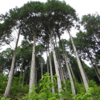 This forest in Okayama Prefecture has some hinoki trees that are more than 50 years old.