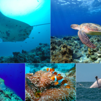 Clockwise from top left: A manta ray glides over the reefs of the Palau archipelago; a sea turtle explores the waters off Okinawa; a humpback whale cavorts off the coast of Kaikoura, New Zealand; clownfish swim among sea anemone off Ishigaki Island in Okinawa; Napoleon fish are said to be a favorite among divers in Palau. | GETTY IMAGES