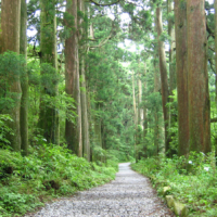 Cedar trees line the 400-year-old Tokaido Way in the town of Hakone, Kanagawa Prefecture. | HAKONE MUNICIPAL GOVERNMENT