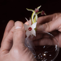 The garnish, featuring a daikon butterfly and lime zest with radish flowers, for the award-winning Tefu Tefu cocktail created by Kobe bartender Kazuya Morisaki | SUNTORY SPIRITS LTD.