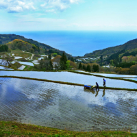 Why Niigata remains one of Japan’s top names in rice, sake and other premium produce